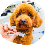 Hiring The Right Mobile Pet Grooming Services In Your Area