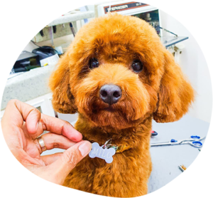 Hiring The Right Mobile Pet Grooming Services In Your Area