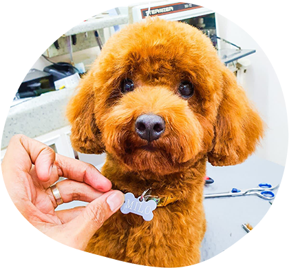 Hiring The Right Mobile Pet Grooming Services In Your Area